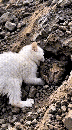 破防落泪！小猫徒手营救被埋猫妈妈，万物皆有孝🥹看完这一幕瞬间鼻尖发酸，被