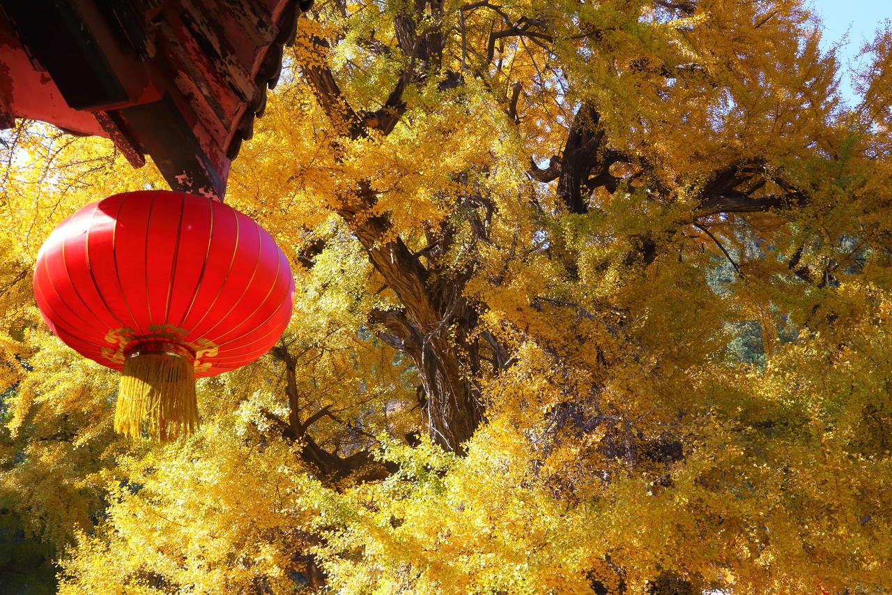 冬已至，秋未尽。金秋银杏留下的美好记忆。