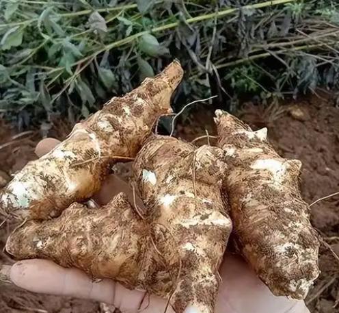 15种快绝种的瓜果蔬菜，你吃过几种？爱吃的话尽早吃！绝种了就晚了！15、洋姜