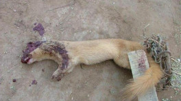 黄大仙是谁(马国栋)