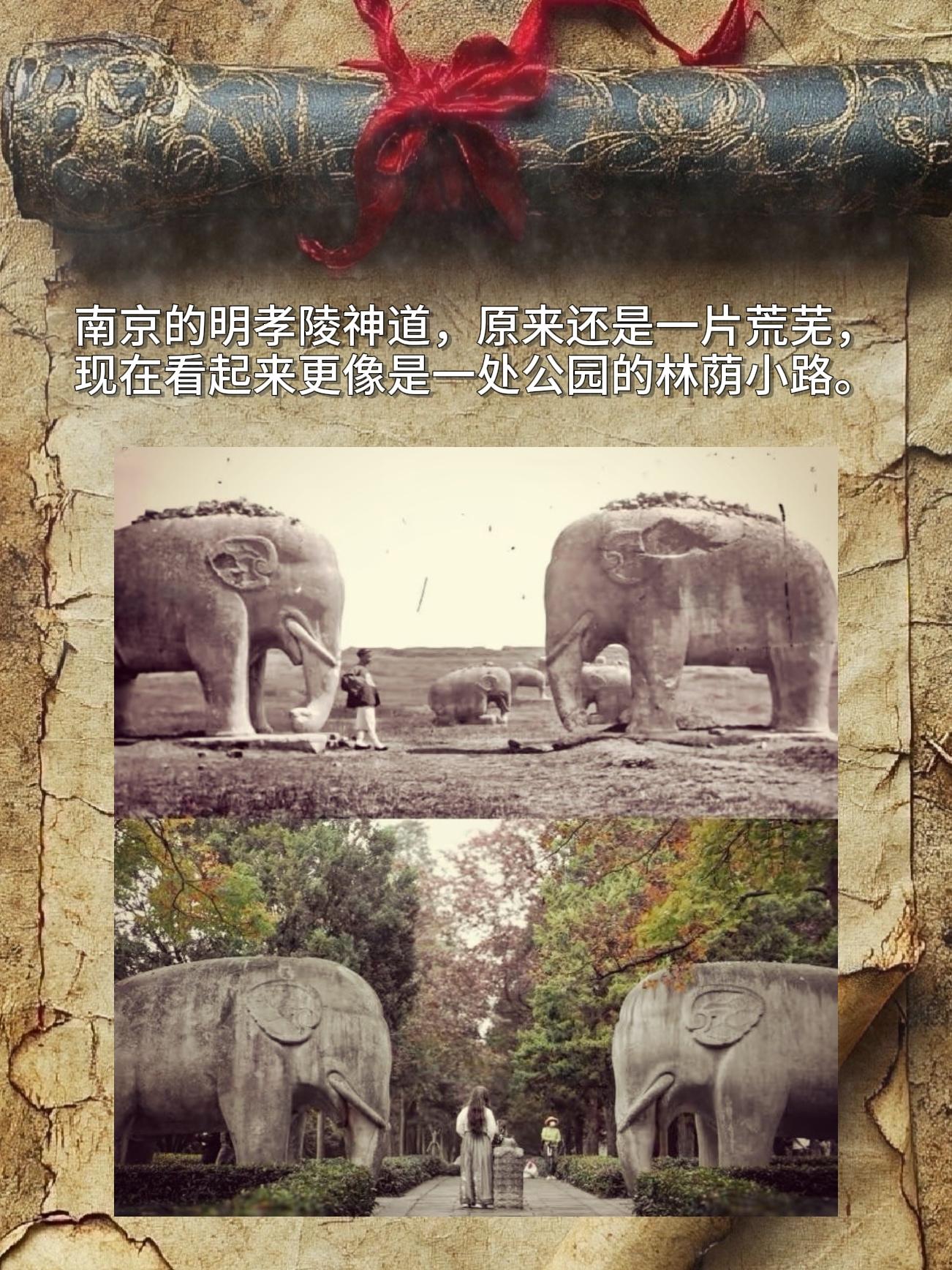南京的明孝陵神道，原来还是一片荒芜，现在看起来更像是一处公园的林荫小路。