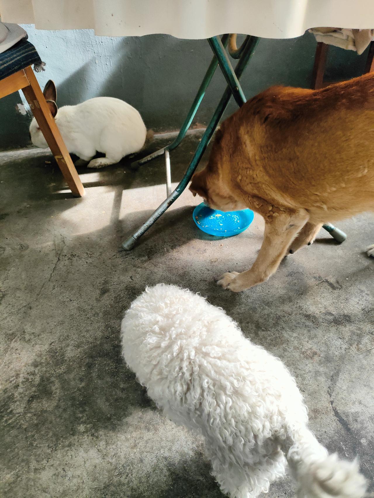 餐桌底下的小世界，兔子躲在角落，小狗围着食盆打转，连阳光都慢了下来，满是毛茸茸的