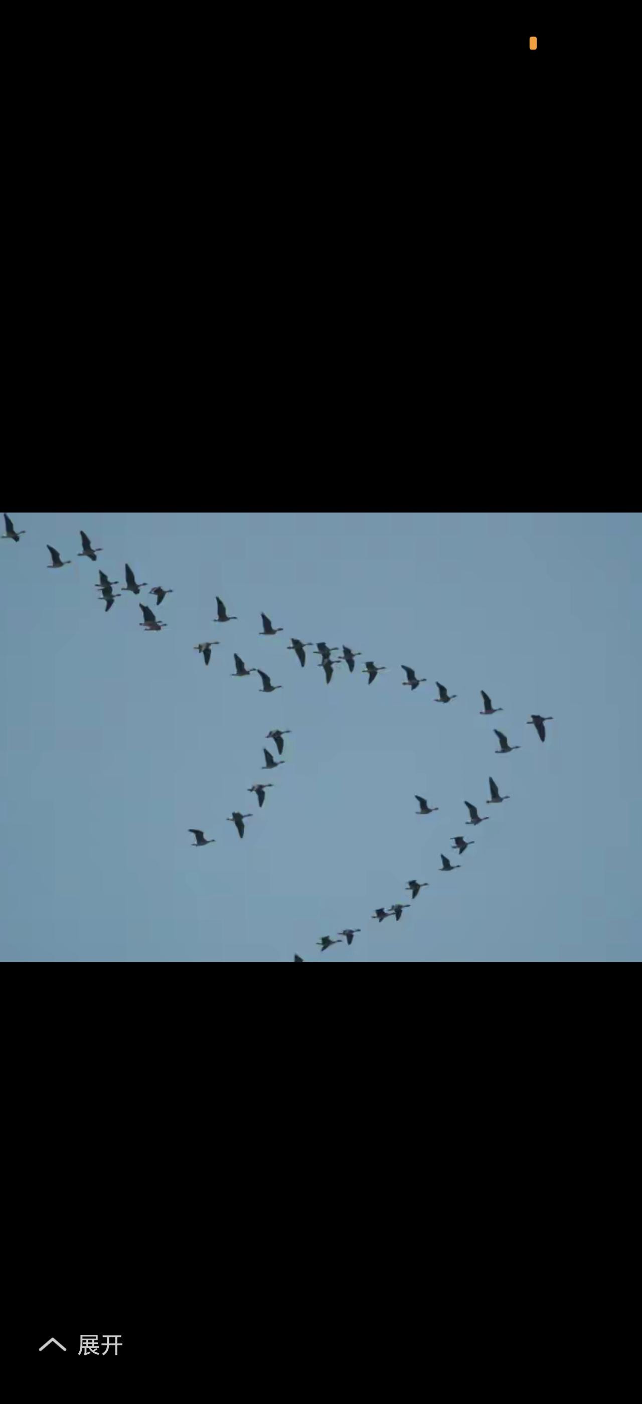 每年春分，就能看到雁飞回北方的壮观景象。秋冬时，大雁从西伯利亚成群飞到南方越冬，