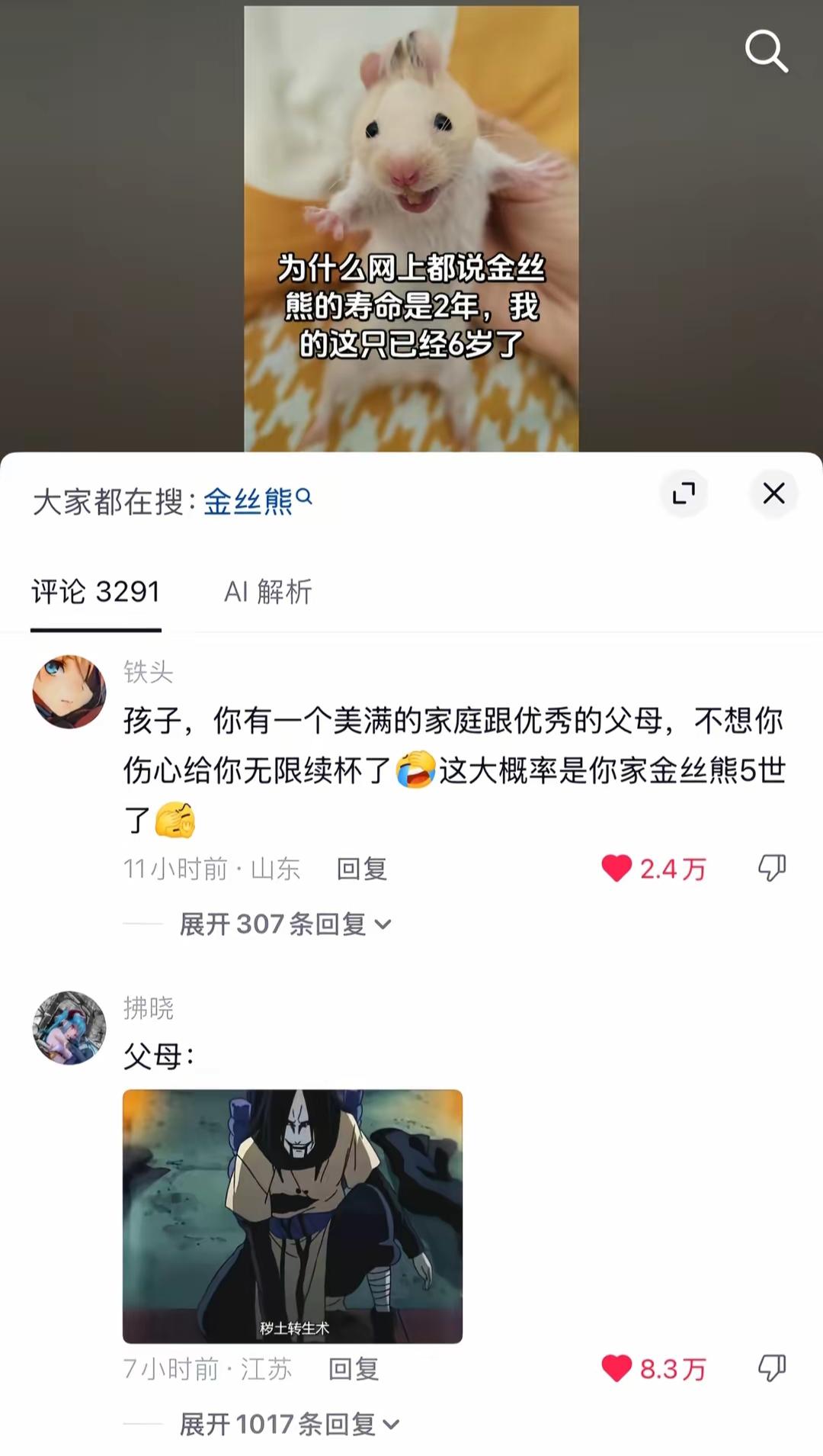 金丝熊寿命真是个谜。
