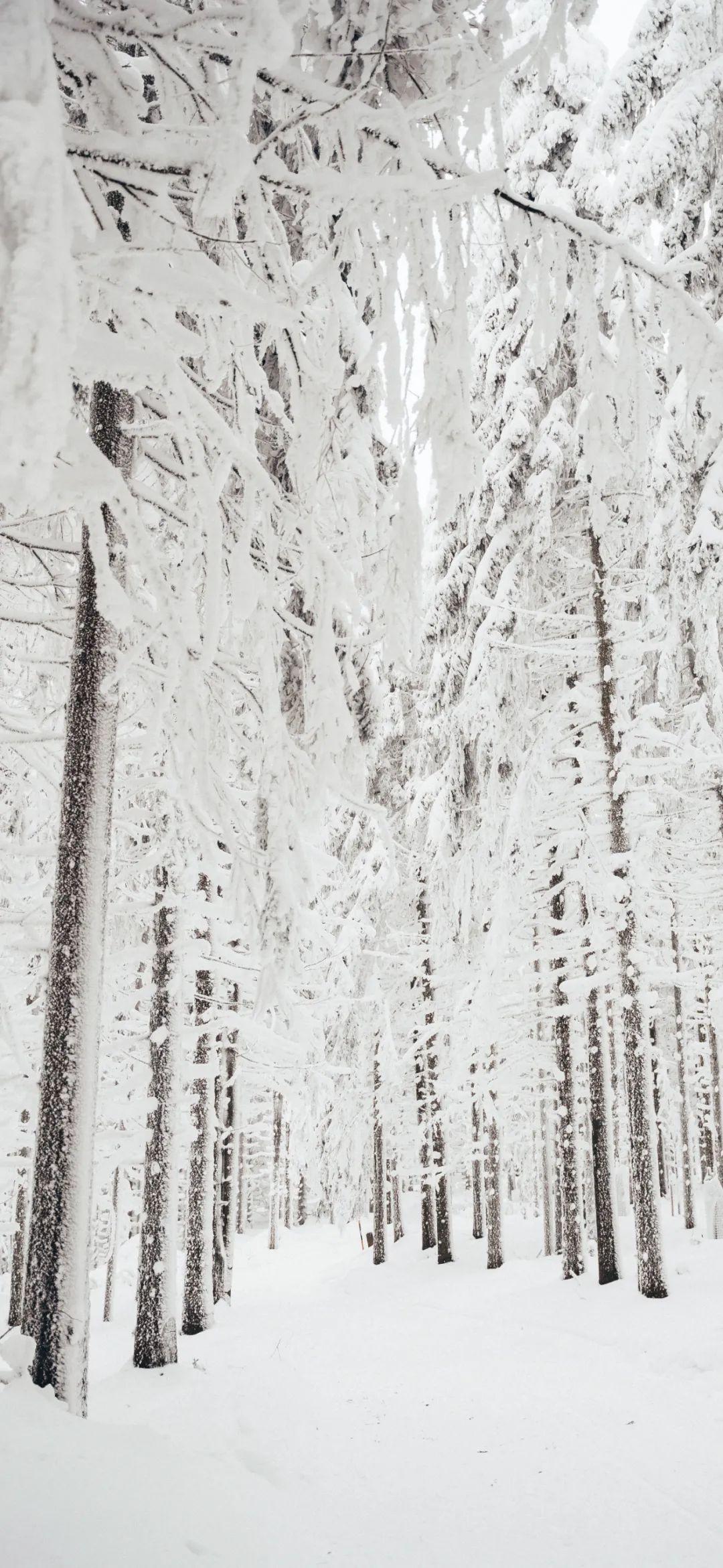 换新壁纸啦。整片森林被细雪包住，冷白像薄荷气息铺满屏。树干立得笔直，枝条垂落成羽