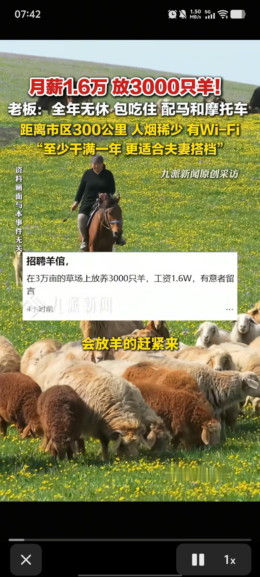 在内蒙古放牧1000多只羊的一位大姐告诉网友，千万不要去帮内蒙古那个老板放羊，