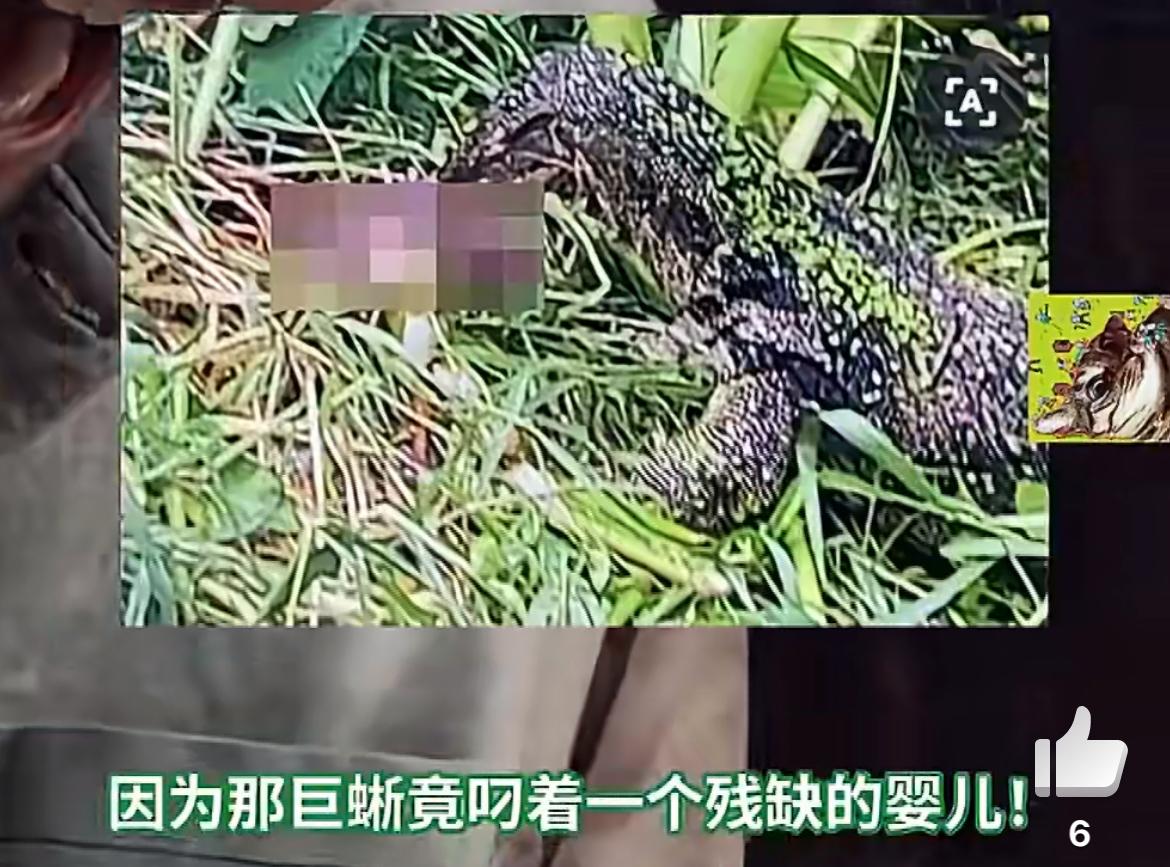 泰国一19岁女子生完孩子随意丢弃，遭到巨蜥啃食，画面残忍。事发北榄府邦普里区，当