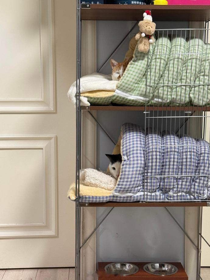 小猫也睡上上下铺了
