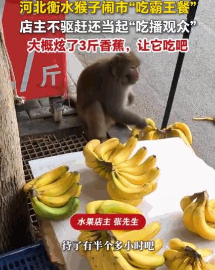 笑不活了！河北，一只猴子大摇大摆地闯男子的水果店。它在店门口坐下，全然不顾周围人