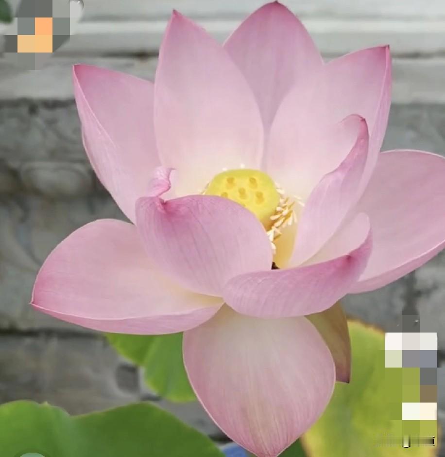 刷抖音意外刷到了24年7月4日独自穿越鳌太线失联的马某圆YT被抬走后留下的登山包