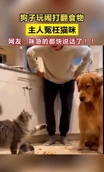 狗子玩闹时不小心打翻了主人的食物，主人以为是猫咪弄的，就大声指责猫咪。猫咪急