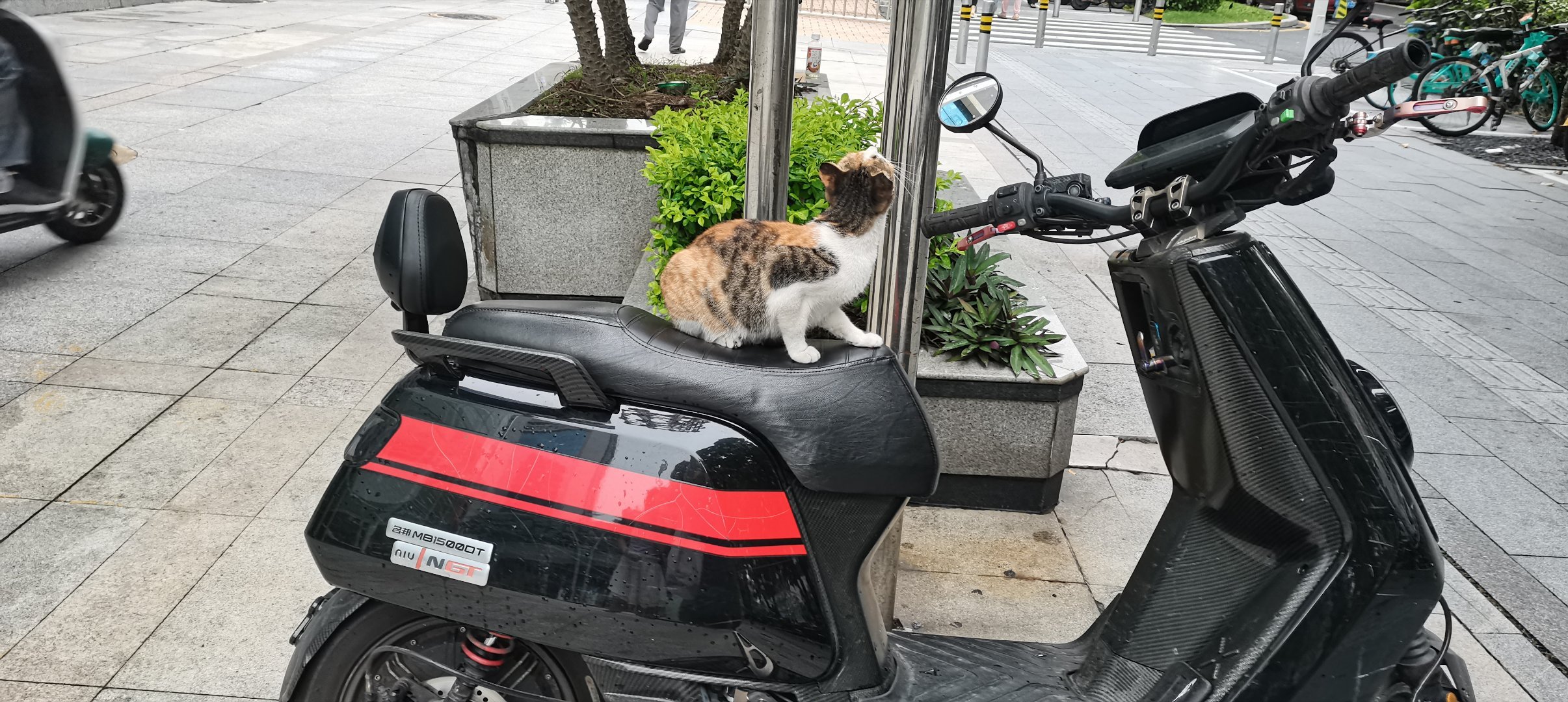 偶遇一只模样慵懒、蹲坐在电动车座椅上思考猫生的三花猫！