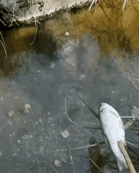 娃娃鱼:能不能换一条新鲜的呀。