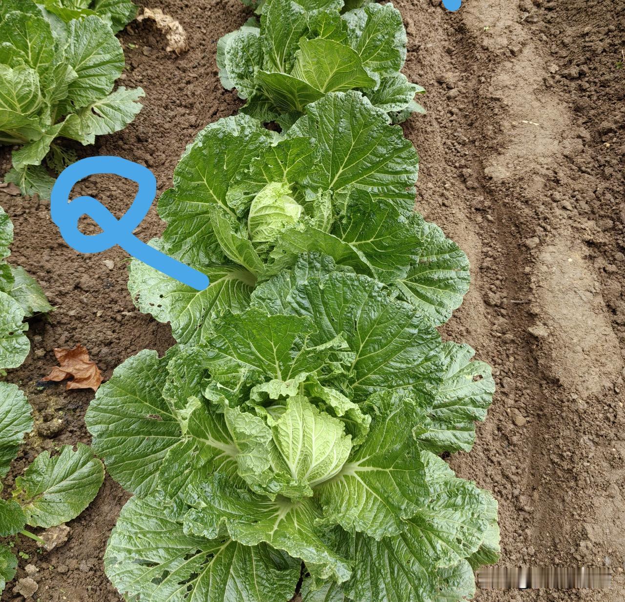 为什么现在冬储白菜越来越少?有两个因素——一是冬暖大棚种植技术的成熟，让反季