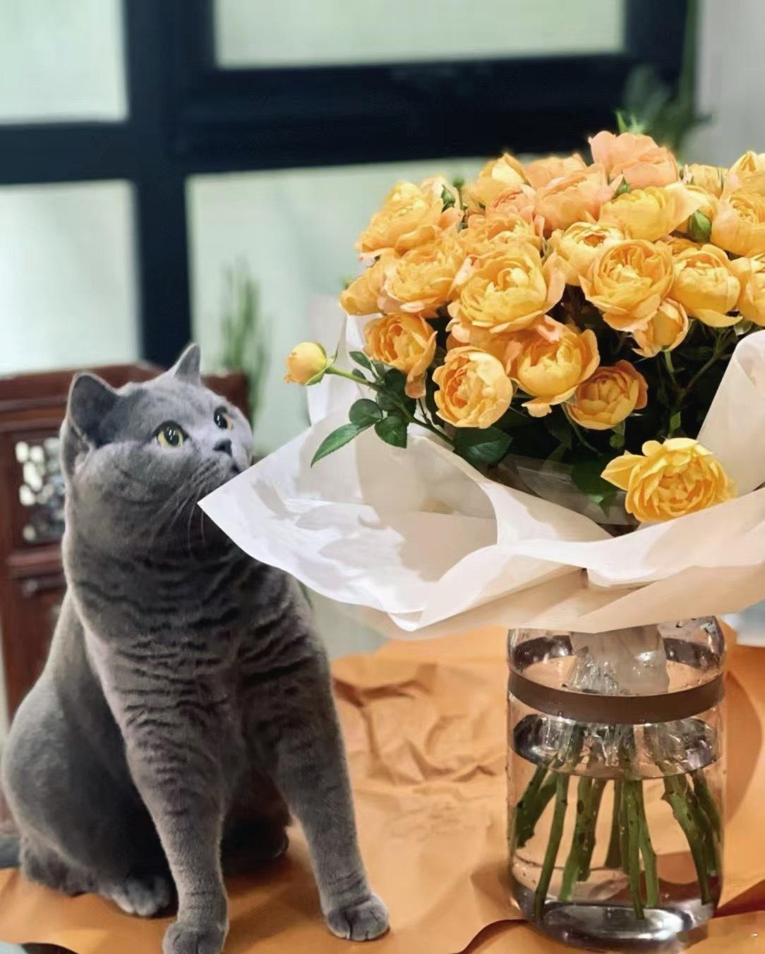 猫猫想：花花真美！但我比花花好看一百倍