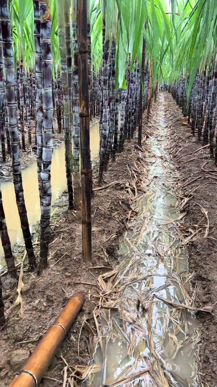 广西来宾，一蔗农未雨绸缪，为自家495亩蔗田购买了保险，总保额为132万元。一场