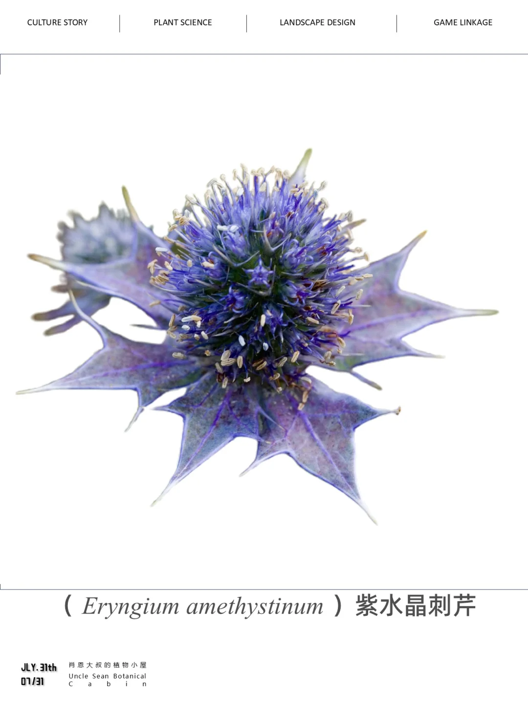 夏季开花的紫色“酷”植——紫水晶刺芹
