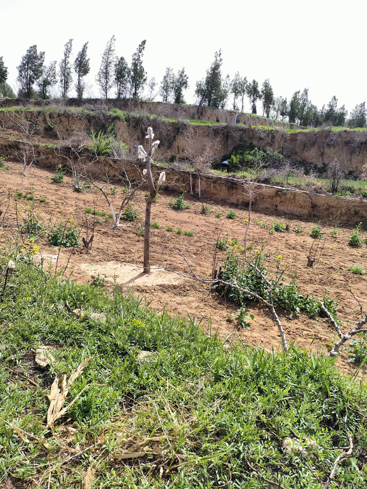 春日的梯田上，新栽的果树正待抽芽，泥土里藏着一整年的希望。一锄一犁，皆是烟火，在