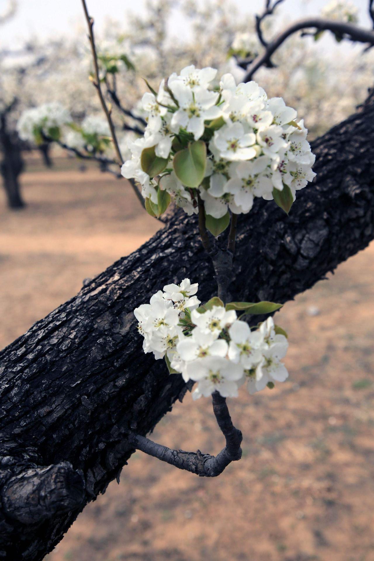 上联：花开花落花含韵，下联：鸟去鸟归鸟有声。