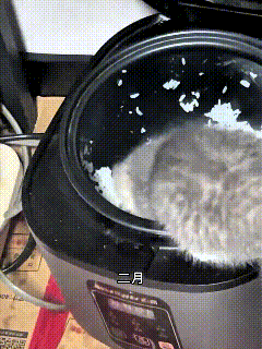 小姐姐在小猫才一个月大的时候把它捡回了家，一手把小家伙拉扯大。小时候的小猫