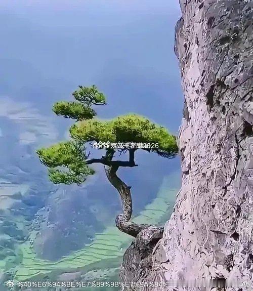 炒股20年，终于悟出了这些道理：1.只买优质或龙头股，杂毛一律不碰；2.坚决