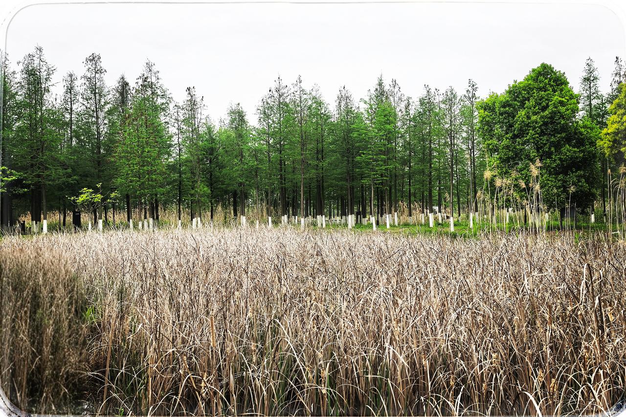 武汉花山河严西湖南岸湿地公园在武汉的繁华里藏着一片静土，花山河严西湖南岸湿地展
