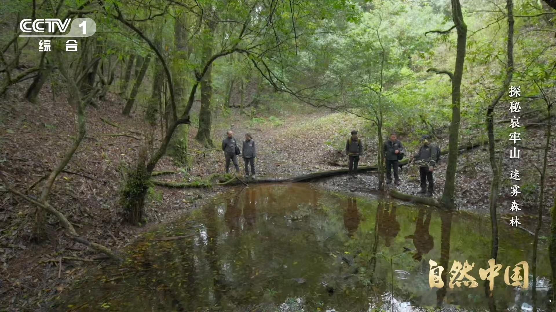武侠小说的瘴气竟真实存在瘴气成分被测出来了武侠故事里的瘴气林总是危机四伏，如今