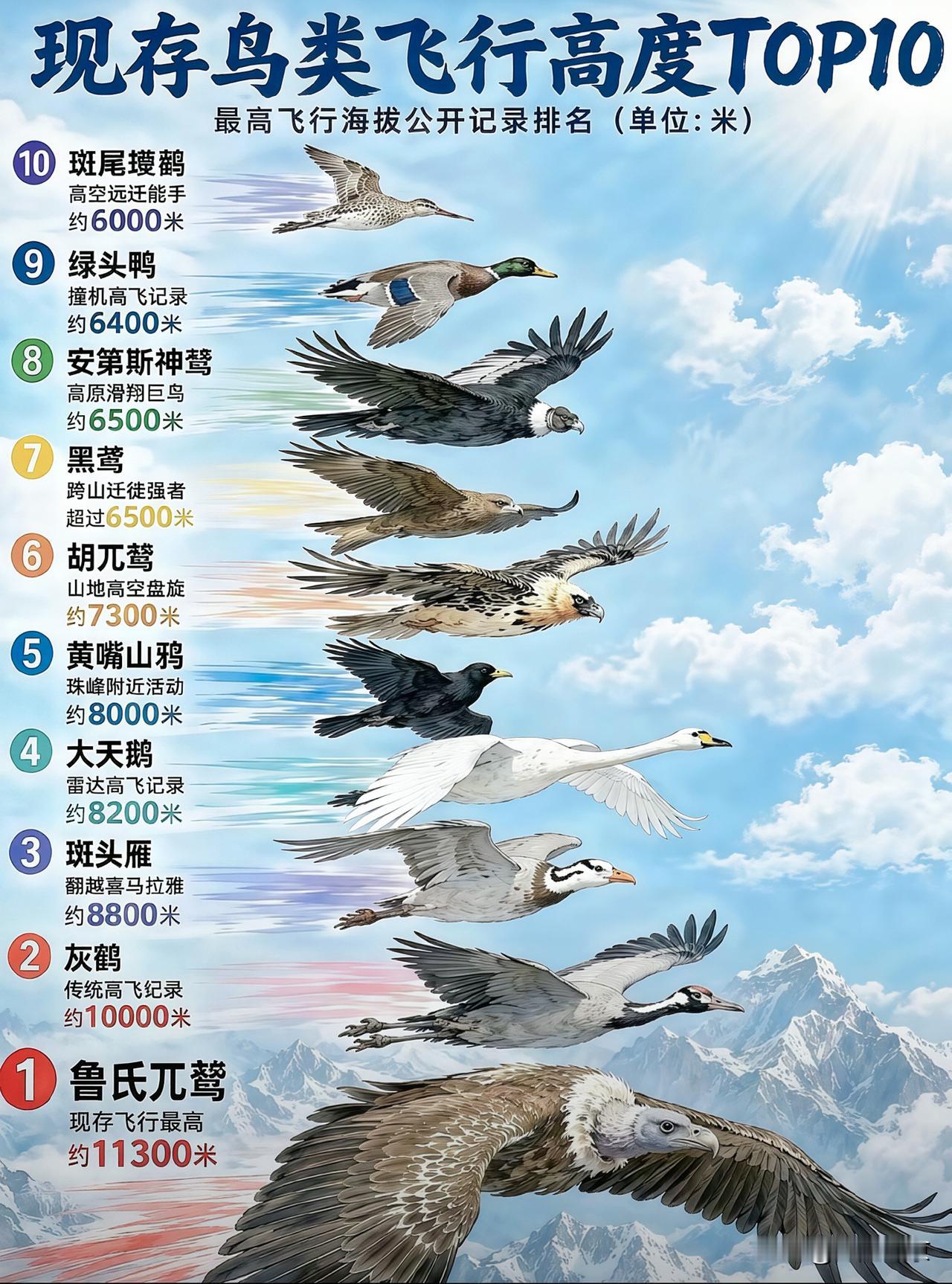 原来鸟儿也能飞上万米高空！看完这份排行榜大开眼界…你有没有好奇过，小鸟最高