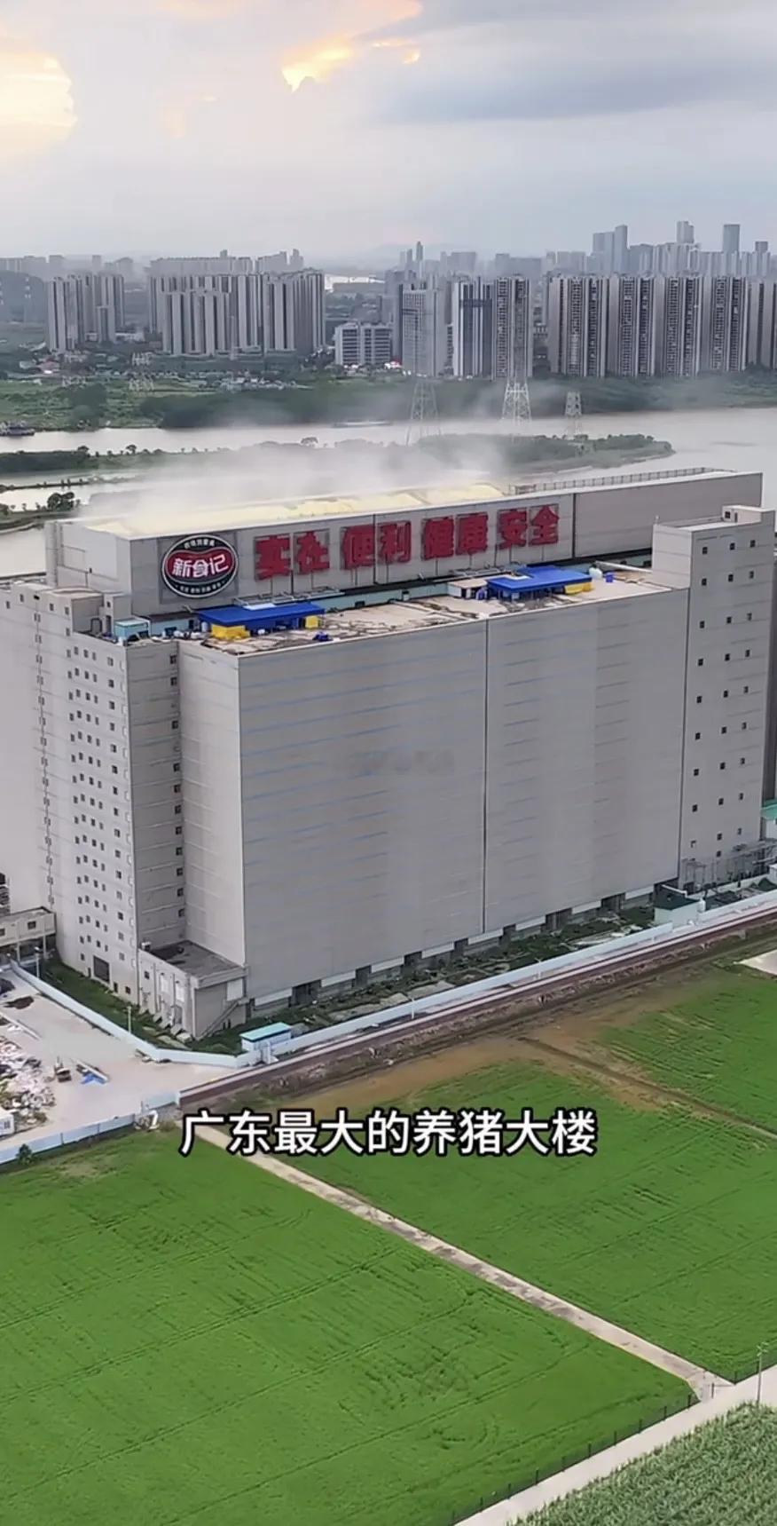 这就是全广东最大的养猪大楼，它就是广州南沙“猪界巨无霸”！17层江景养猪大楼年出