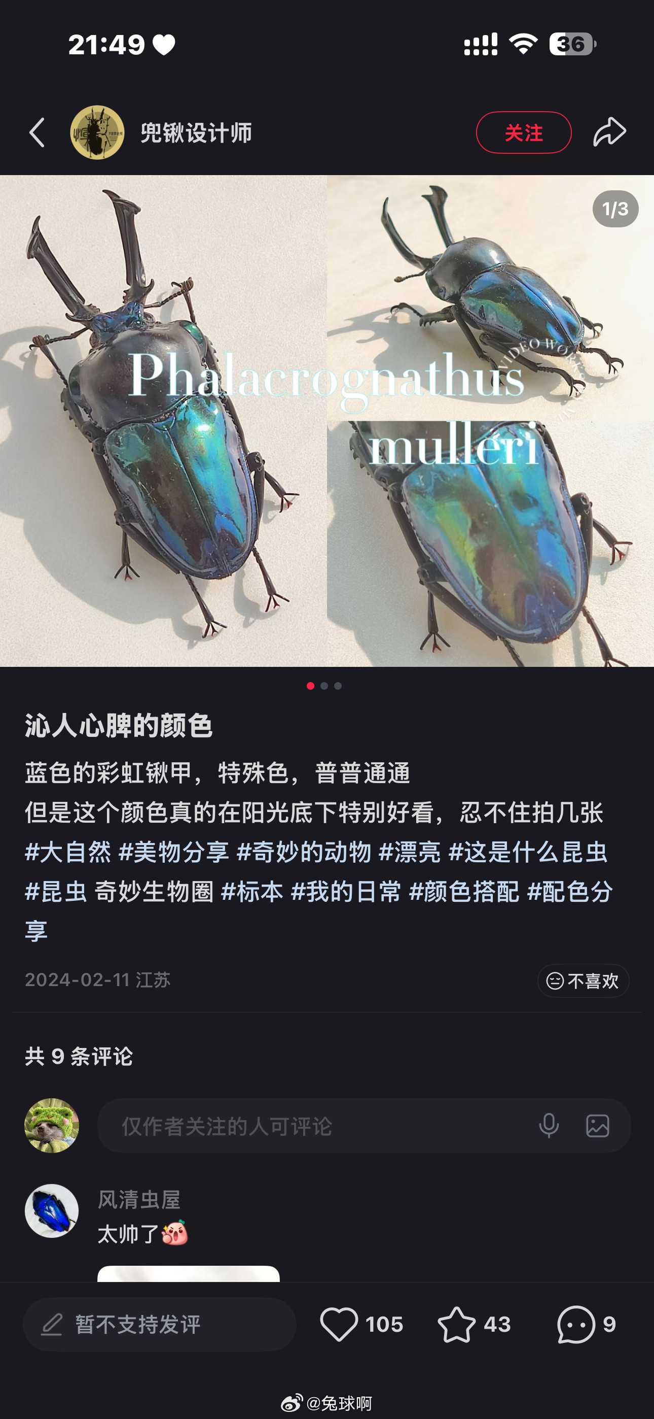 另外，想要买的那个彩虹楸是这个sai的