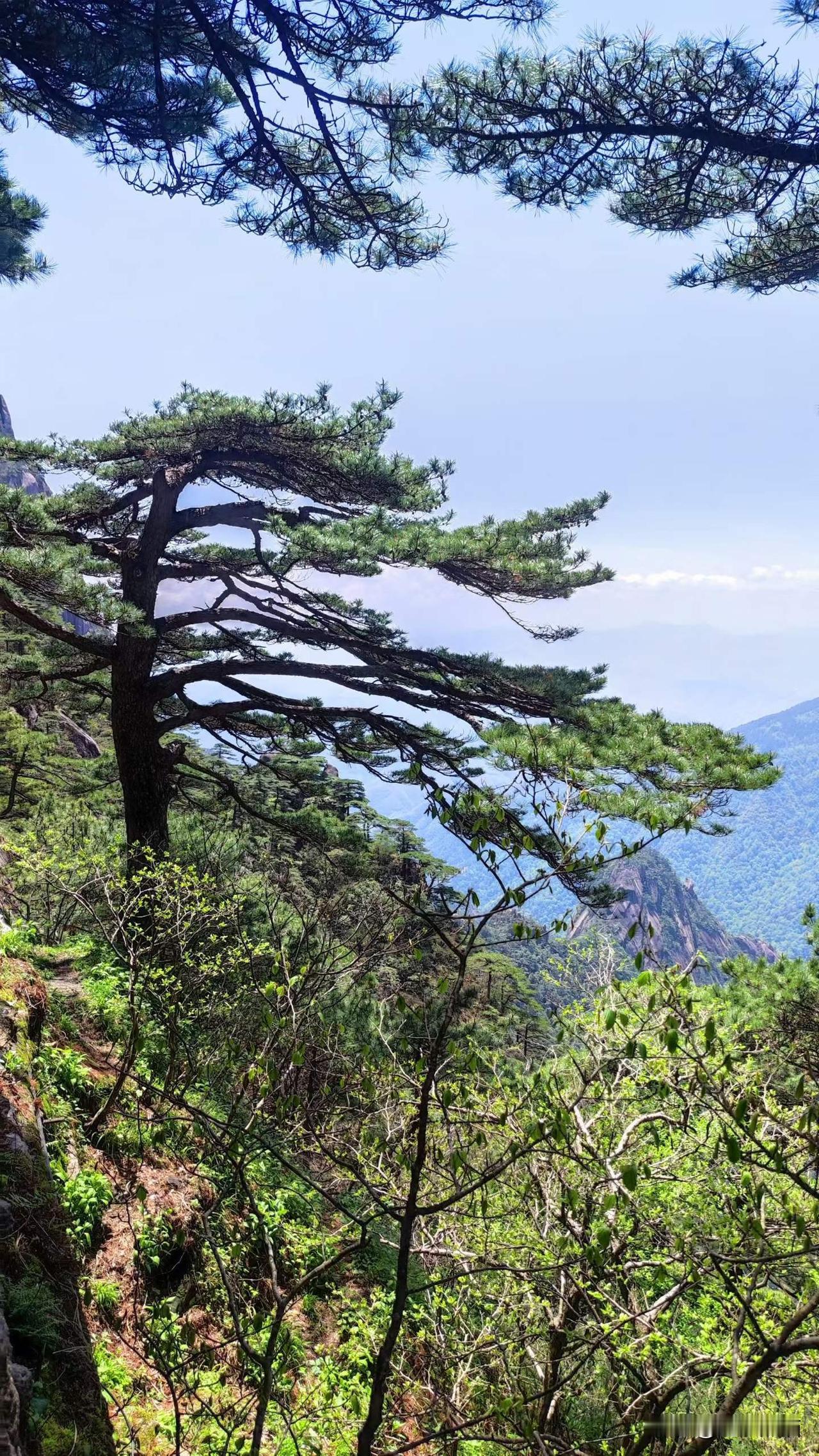 徽游掠影(六)登黄山，观奇景黄山究竟是因迎客松闻名，还是迎客松因长在黄山而闻名