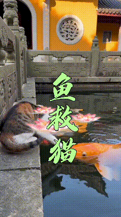 看完这段视频笑到不行。三花猫蹲在池边，盯着水里的大锦鲤看了半天，伸手去碰鱼，结果