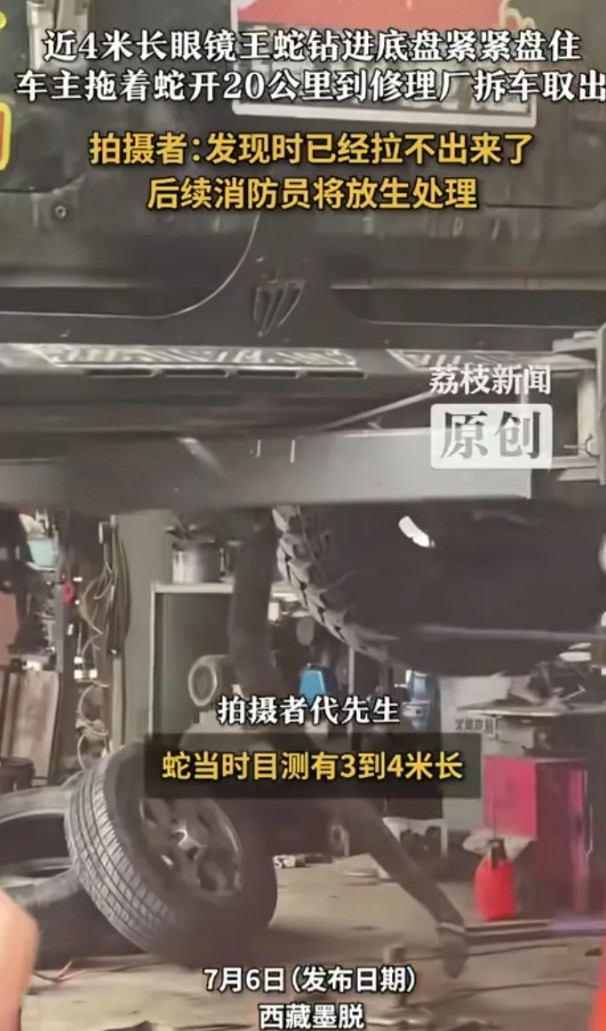 7月5日，林芝市墨脱县。近四米长的眼镜蛇被车前轮压过，谁能想到，蛇竟然直接沿着前