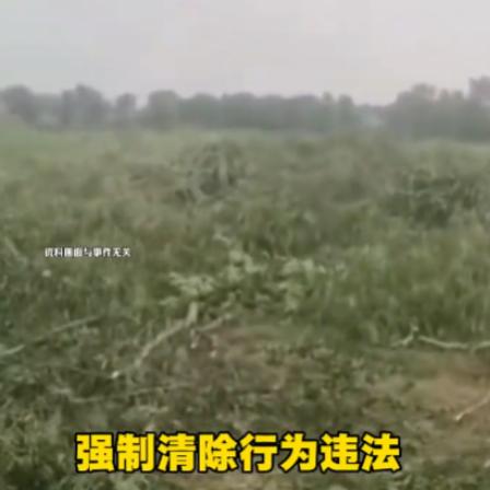 有权就任性？！江苏常州，一47岁张大叔苦心栽种的上千株苗木，浇了整整13年水，眼