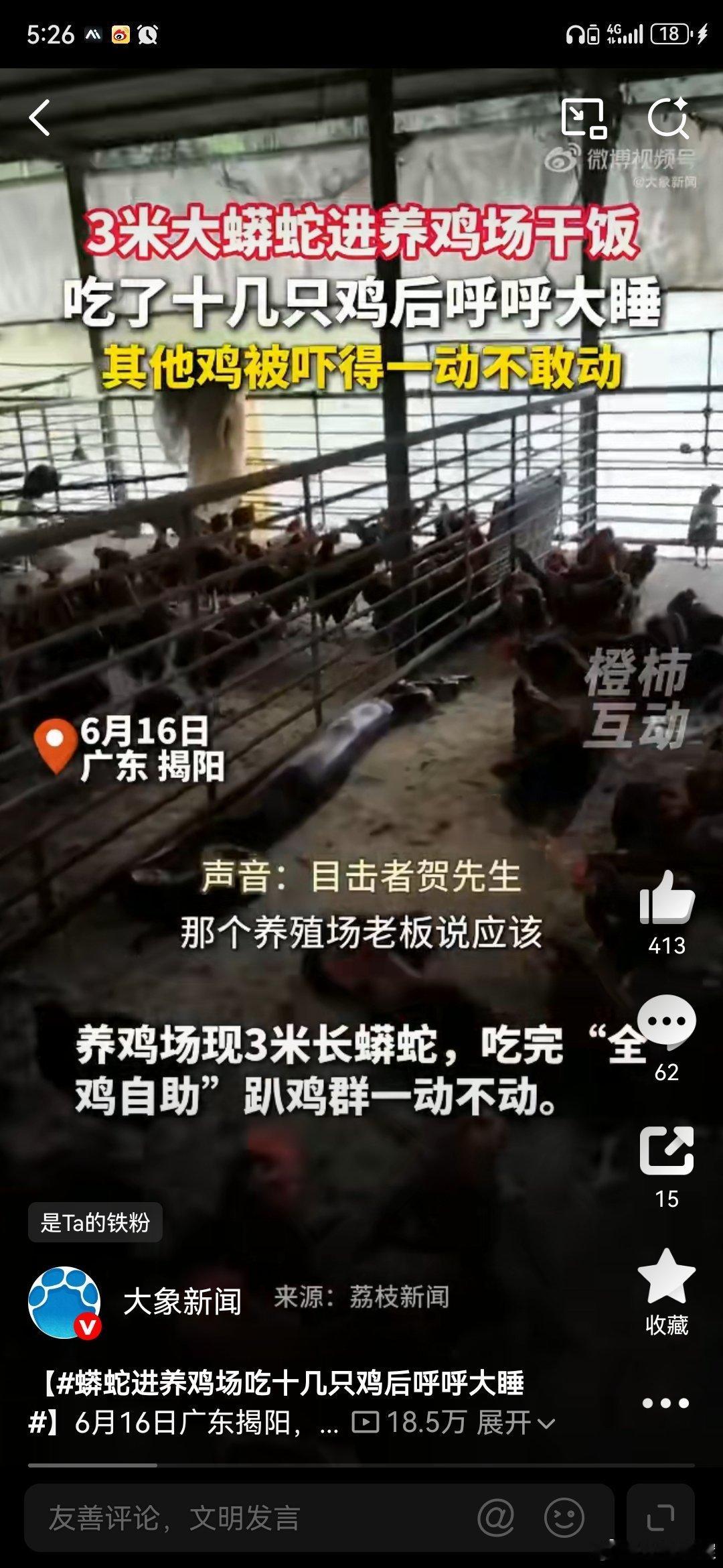 蟒蛇进养鸡场吃十几只鸡后呼呼大睡我嘞个豆，三米长的巨蟒进养鸡场吃自助餐呢？大快朵