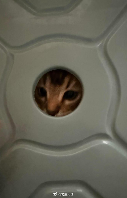 小猫没有素质的话不要买这种椅子​​​