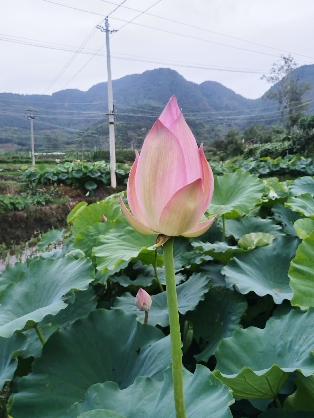 荷花池边美