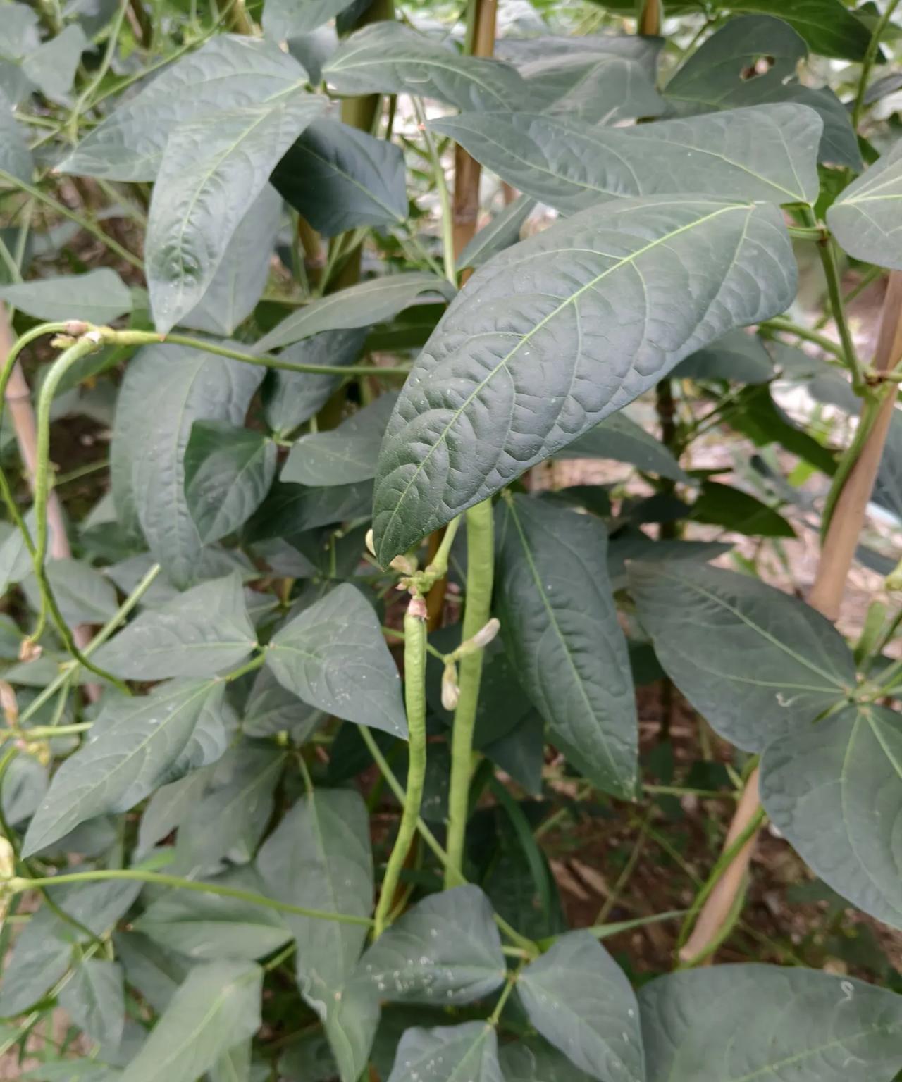 我的小菜园越来越往，豆角爬满架，空心菜木耳叶也迅速生长，豆角2根能炒一盘，茄子根