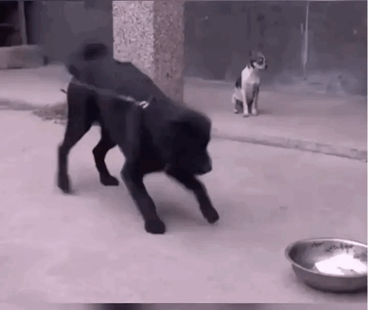 当要求另一只狗子办事的时候，就应该要放低一些姿态啊。