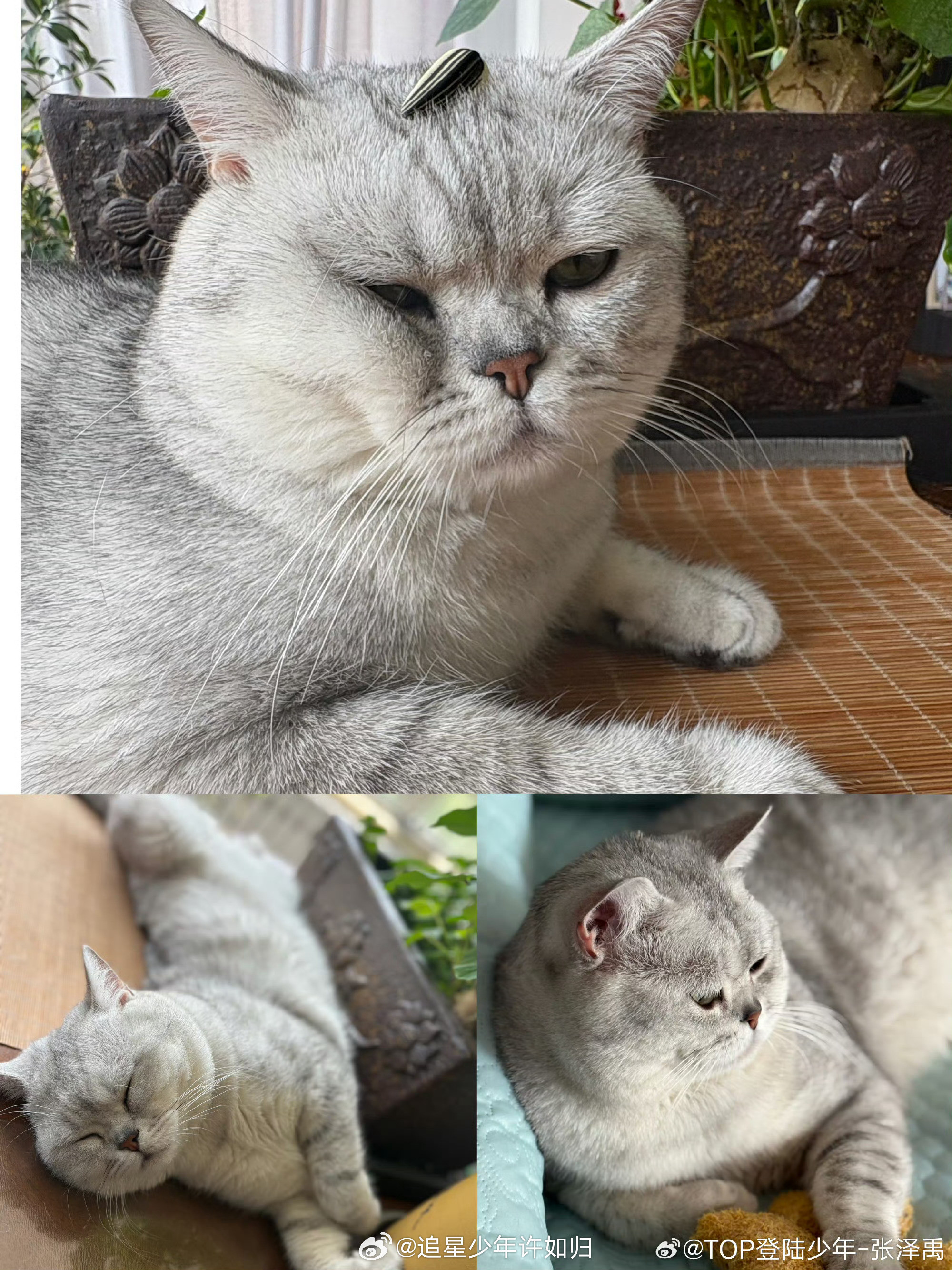 张泽禹一模一样的猫养两只两只小猫到家一周年！张泽禹分不清它们但爱一点没少，会认
