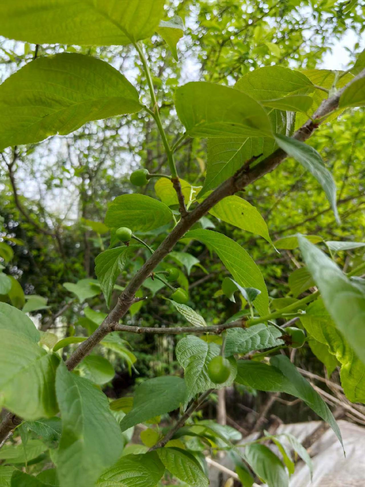 我同事是福建的，昨天她问我回婆家扫墓吗，我说我每年都是回娘家扫墓，她一脸地不敢相