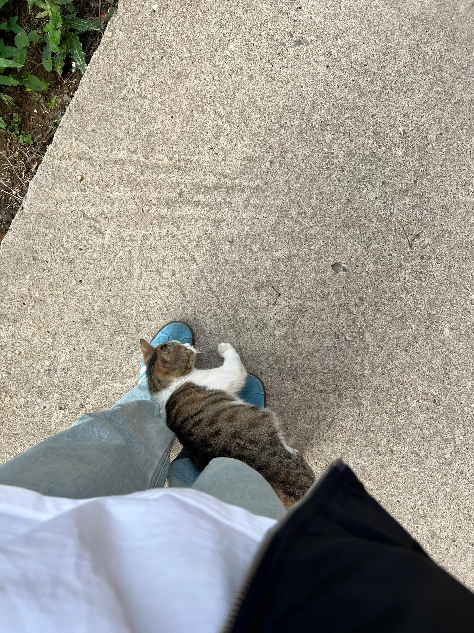 小猫请你不要这样​​​