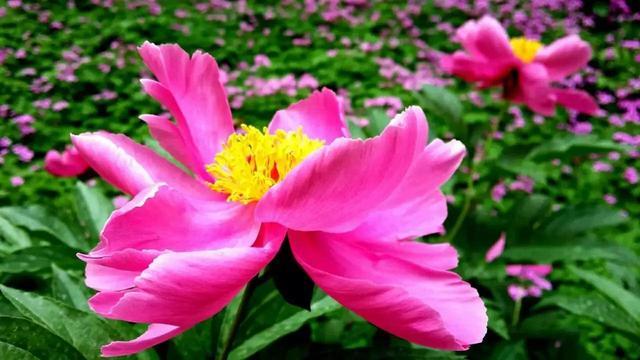 来一组花证明花开正艳牡丹、芍药仙子，能分辨出来，哪个是牡丹，哪个是芍药。