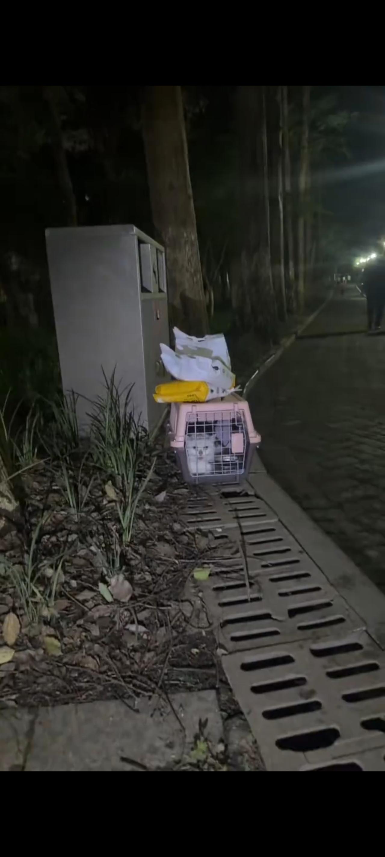 大半夜的，有人竟然将自己的爱猫直接丢弃在了大马路上，这让人如何能够受得了？此