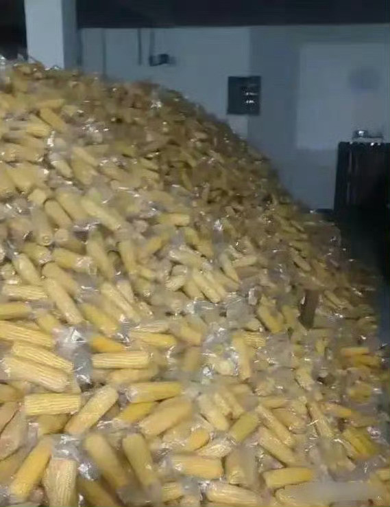 这就是你喜欢的真空玉米，看到还敢吃吗？