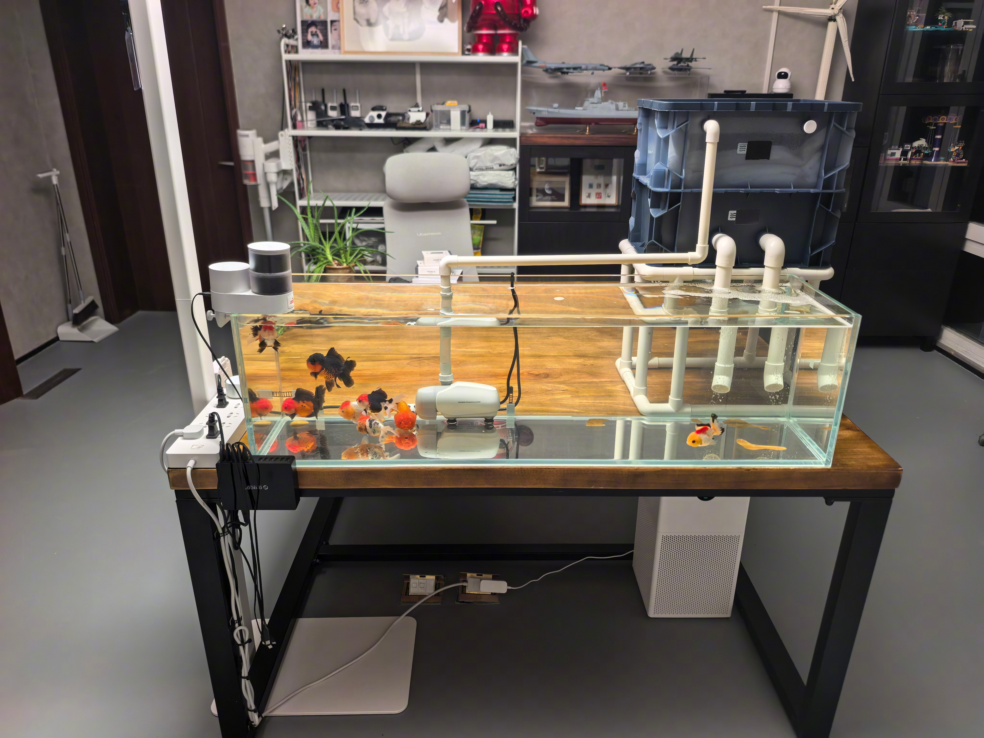 兰寿金鱼+泰狮金鱼，泰狮有背鳍，兰寿没有。泰狮比兰寿好养多了，兰寿是真娇气啊。