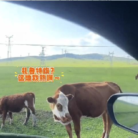 太有灵性了！内蒙古，一男子自驾游走错路，情急之下居然停下车问路边一头牛：“牛哥，