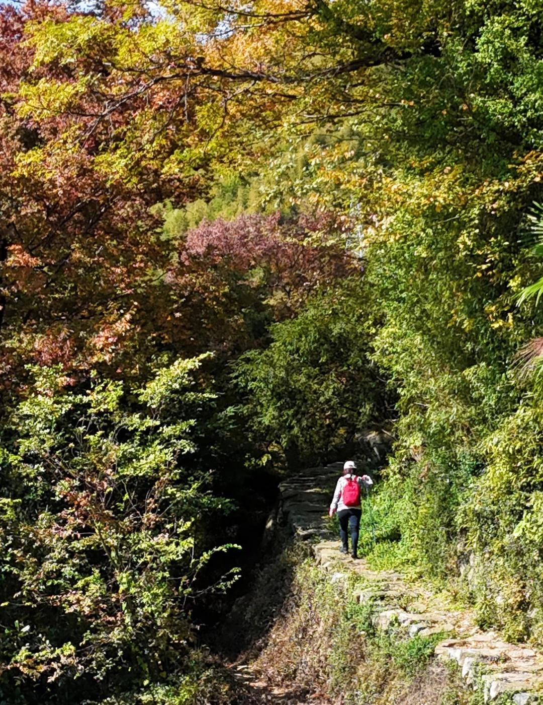 别挤四明山了！宁波1h的私藏赏秋徒步路线徒步的起点塔竹林，那棵传说中的千年银杏