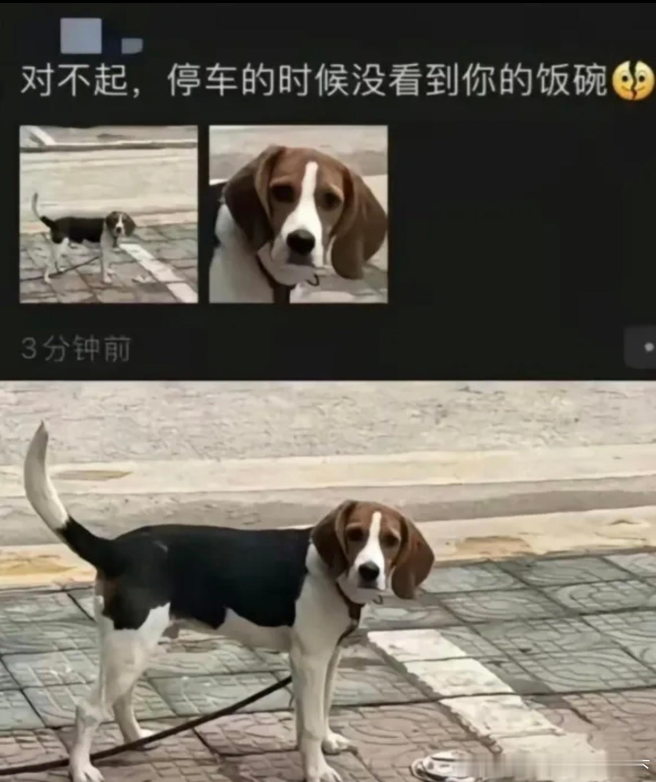 6712对不起狗狗​​​