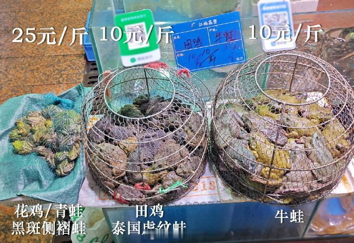 我现在最大的疑问是：除了牛蛙，养殖虎纹蛙（田鸡），养殖黑斑侧褶蛙（花鸡、麻拐